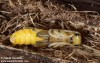 kozlíček kovolesklý (Brouci), Opsilia coerulescens, Cerambycidae, Phytoecia (Coleoptera)